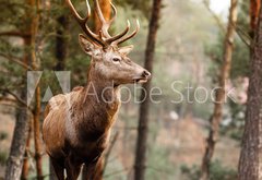 Samolepka flie 145 x 100, 74349830 - Red deer stag in autumn fall forest - Red jele jelena na podzim spadaj les