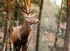 Fototapeta papír 360 x 266, 74349830 - Red deer stag in autumn fall forest - Red jeleň jelena na podzim spadají les