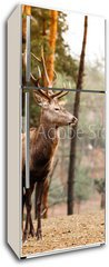 Samolepka na lednici fólie 80 x 200, 74349830 - Red deer stag in autumn fall forest - Red jele jelena na podzim spadají les