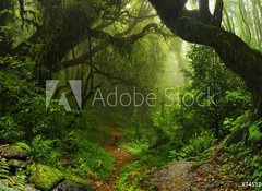 Fototapeta100 x 73  Selva Nepal, 100 x 73 cm