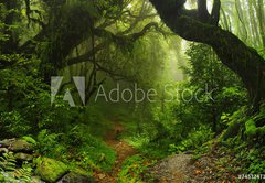 Fototapeta pltno 174 x 120, 74532471 - Selva Nepal