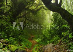 Fototapeta200 x 144  Selva Nepal, 200 x 144 cm