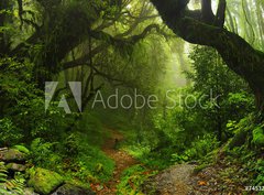 Fototapeta330 x 244  Selva Nepal, 330 x 244 cm