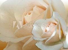 Samolepka flie 100 x 73, 754287 - zwei wei e rosen