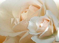 Samolepka flie 270 x 200, 754287 - zwei wei e rosen - dv bl re