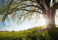 Samolepka flie 145 x 100, 75811470 - Oak tree