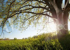 Fototapeta papr 254 x 184, 75811470 - Oak tree