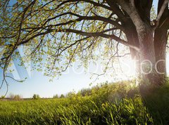 Samolepka flie 270 x 200, 75811470 - Oak tree