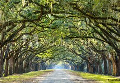 Samolepka fólie 145 x 100, 76209403 - Country Road Lined with Oaks in Savannah, Georgia - Country Road lemovaná s duby v Savannah, Gruzie