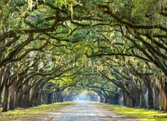 Fototapeta papír 160 x 116, 76209403 - Country Road Lined with Oaks in Savannah, Georgia - Country Road lemovaná s duby v Savannah, Gruzie