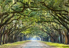 Fototapeta papr 184 x 128, 76209403 - Country Road Lined with Oaks in Savannah, Georgia