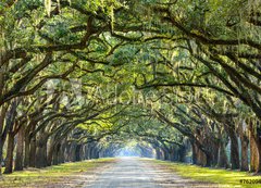 Samolepka flie 200 x 144, 76209403 - Country Road Lined with Oaks in Savannah, Georgia - Country Road lemovan s duby v Savannah, Gruzie