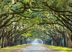 Fototapeta papír 254 x 184, 76209403 - Country Road Lined with Oaks in Savannah, Georgia - Country Road lemovaná s duby v Savannah, Gruzie