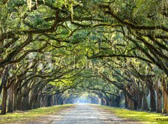 Fototapeta pltno 330 x 244, 76209403 - Country Road Lined with Oaks in Savannah, Georgia