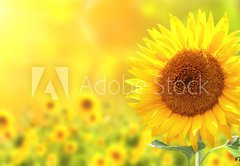 Samolepka flie 145 x 100, 76362209 - Sunflowers