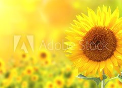 Fototapeta pltno 160 x 116, 76362209 - Sunflowers