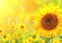 Fototapeta pltno 174 x 120, 76362209 - Sunflowers