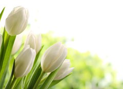 Fototapeta100 x 73  White Tulips, 100 x 73 cm