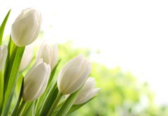 Samolepka flie 145 x 100, 76412500 - White Tulips