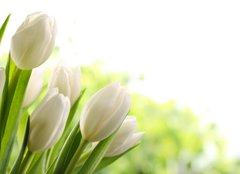Fototapeta160 x 116  White Tulips, 160 x 116 cm