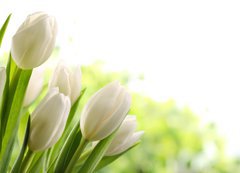 Samolepka flie 200 x 144, 76412500 - White Tulips