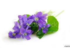 Samolepka flie 145 x 100, 764797 - violets on white background - fialky na blm pozad