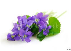 Fototapeta240 x 174  violets on white background, 240 x 174 cm