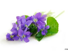 Samolepka flie 270 x 200, 764797 - violets on white background - fialky na blm pozad
