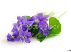 Fototapeta330 x 244  violets on white background, 330 x 244 cm