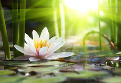 Fototapeta pltno 174 x 120, 76650282 - lotus flower