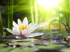 Fototapeta pltno 330 x 244, 76650282 - lotus flower