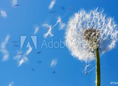 Fototapeta vliesov 100 x 73, 7711607 - Dandelion Flying Seeds