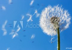 Fototapeta papr 184 x 128, 7711607 - Dandelion Flying Seeds