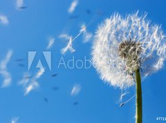 Fototapeta vliesov 270 x 200, 7711607 - Dandelion Flying Seeds