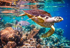 Fototapeta vliesov 145 x 100, 77146644 - Hawksbill Turtle - Eretmochelys imbricata