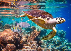 Fototapeta vliesov 200 x 144, 77146644 - Hawksbill Turtle - Eretmochelys imbricata