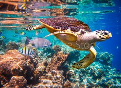 Fototapeta254 x 184  Hawksbill Turtle  Eretmochelys imbricata, 254 x 184 cm