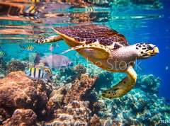 Fototapeta270 x 200  Hawksbill Turtle  Eretmochelys imbricata, 270 x 200 cm