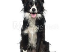 Fototapeta100 x 73  Border Collie (2 years old), 100 x 73 cm