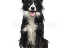 Samolepka flie 145 x 100, 77673572 - Border Collie (2 years old)