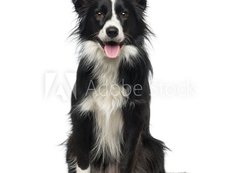 Samolepka flie 200 x 144, 77673572 - Border Collie (2 years old)