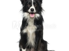 Samolepka flie 270 x 200, 77673572 - Border Collie (2 years old)