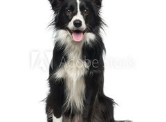 Fototapeta330 x 244  Border Collie (2 years old), 330 x 244 cm