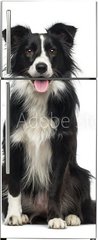 Samolepka na lednici flie 80 x 200, 77673572 - Border Collie (2 years old)