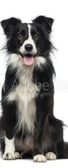 Samolepka na dvee flie 90 x 220  Border Collie (2 years old), 90 x 220 cm