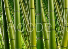 Samolepka flie 100 x 73  Dense Bamboo Jungle, 100 x 73 cm