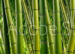 Samolepka flie 100 x 73, 77716468 - Dense Bamboo Jungle - Hust bambusov dungle