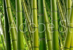 Fototapeta184 x 128  Dense Bamboo Jungle, 184 x 128 cm