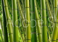 Fototapeta vliesov 200 x 144, 77716468 - Dense Bamboo Jungle - Hust bambusov dungle