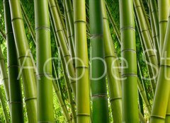 Fototapeta240 x 174  Dense Bamboo Jungle, 240 x 174 cm